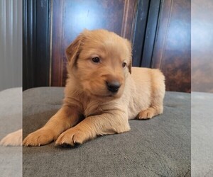 Golden Retriever Puppy for Sale in COLLEGE STATION, Texas USA