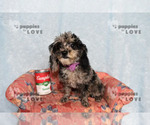 Image preview for Ad Listing. Nickname: AKC  TCUP VALAR