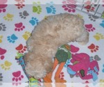 Small Photo #13 ShihPoo Puppy For Sale in ORO VALLEY, AZ, USA
