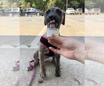 Small #3 Black Mouth Cur Mix