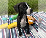 Small #1 Labrador Retriever Mix