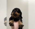 Small Rottweiler