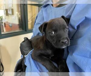 Labrador Retriever Dogs for adoption in Pasadena, CA, USA