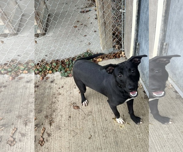 Medium Photo #1 American Pit Bull Terrier-Labrador Retriever Mix Puppy For Sale in Fairfield, IL, USA