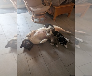 Mother of the Akita puppies born on 04/12/2026