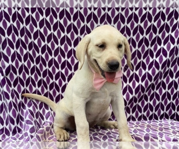 Medium Photo #1 Labrador Retriever Puppy For Sale in LANCASTER, PA, USA