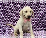 Small Photo #1 Labrador Retriever Puppy For Sale in LANCASTER, PA, USA