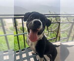 Small #3 Mutt