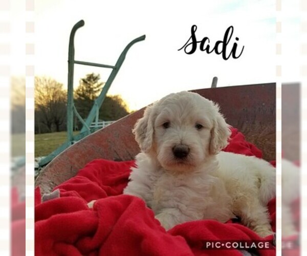 Medium Photo #9 Goldendoodle Puppy For Sale in MOUNT VERNON, KY, USA