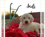 Small Photo #9 Goldendoodle Puppy For Sale in MOUNT VERNON, KY, USA
