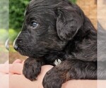 Small #2 F2 Aussiedoodle