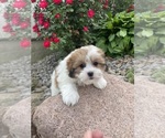 Small #3 ShihPoo