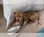 Small #2 Mutt