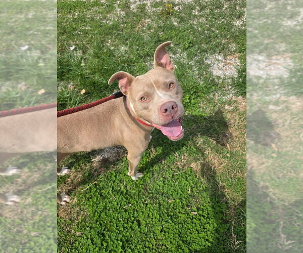 Medium Photo #6 Mutt Puppy For Sale in Evansville, IN, USA