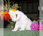 Frankie - Male Poodle (Toy) Puppy for Sale - Photo #3