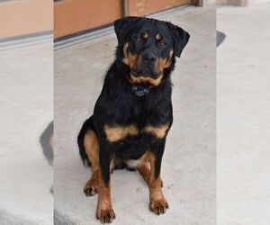 Mother of the Rottweiler puppies born on 07/01/2021