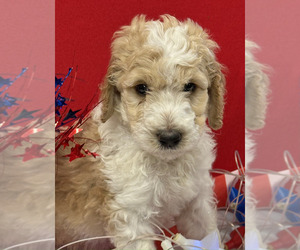 Goldendoodle Puppy for Sale in HURON, Tennessee USA