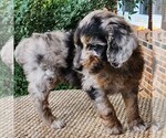 Small #8 Aussiedoodle Miniature 