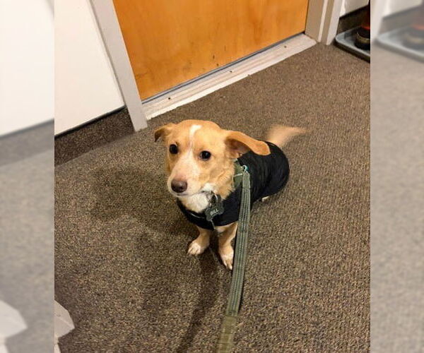 Medium Photo #5 Dachshund-Unknown Mix Puppy For Sale in Wheaton, IL, USA