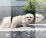 Small #3 Maltipoo