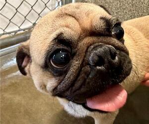Pug Dogs for adoption in Santa Rosa, CA, USA