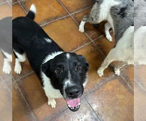 Labrador Retriever-Unknown Mix Dogs for adoption in Woodbury, NY, USA