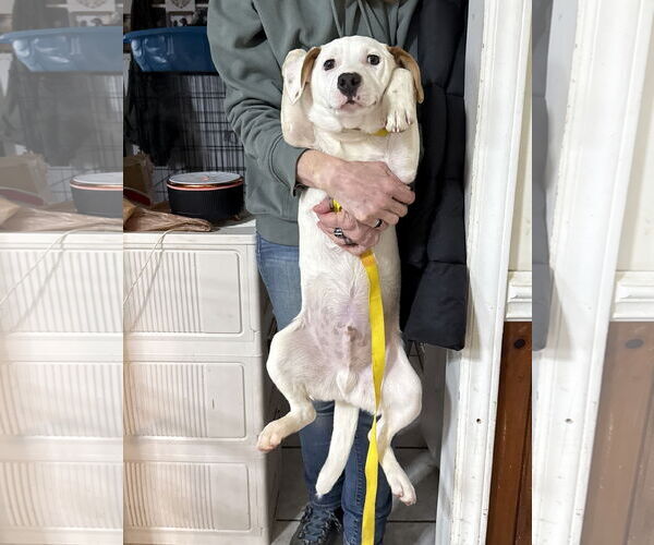 Medium Photo #3 Rat Terrier-Unknown Mix Puppy For Sale in Mooresville, NC, USA