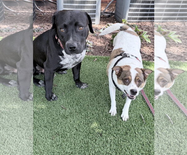 Medium Photo #3 Labrador Retriever-Staffordshire Bull Terrier Mix Puppy For Sale in Holly Springs, NC, USA