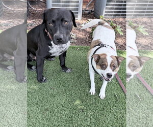 Rex - Male Labrador Retriever-Staffordshire Bull Terrier Mix Dog for Adoption - Photo #3