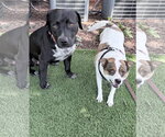 Small #2 Labrador Retriever-Staffordshire Bull Terrier Mix