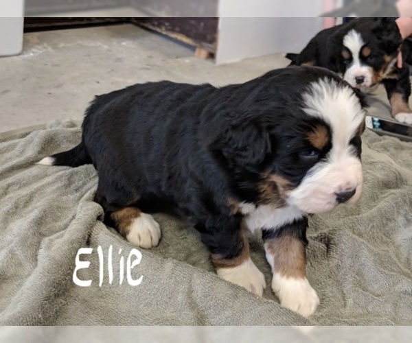 Medium Photo #6 Bernese Mountain Dog Puppy For Sale in BONNERS FERRY, ID, USA