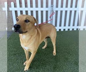 Labrador Retriever-Unknown Mix Dogs for adoption in Modesto, CA, USA