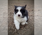 Puppy Mocha Border Collie-Papillon Mix