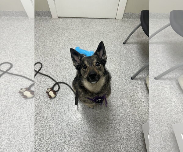 Medium Photo #1 German Shepherd Dog-Norwegian Elkhound Mix Puppy For Sale in Lancaster, PA, USA