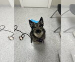 Small German Shepherd Dog-Norwegian Elkhound Mix