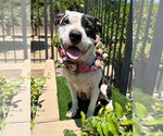 Small Photo #9 American Pit Bull Terrier-Unknown Mix Puppy For Sale in Redlands, CA, USA