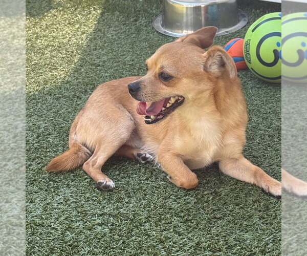 Medium Photo #2 Chihuahua-Unknown Mix Puppy For Sale in Canton, CT, USA