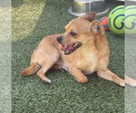 Small #1 Chihuahua Mix