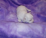Small Photo #3 Maltese-Maltichon Mix Puppy For Sale in WINSTON SALEM, NC, USA