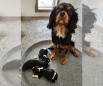 Small Photo #1 Cavalier King Charles Spaniel Puppy For Sale in CARLISLE, KY, USA