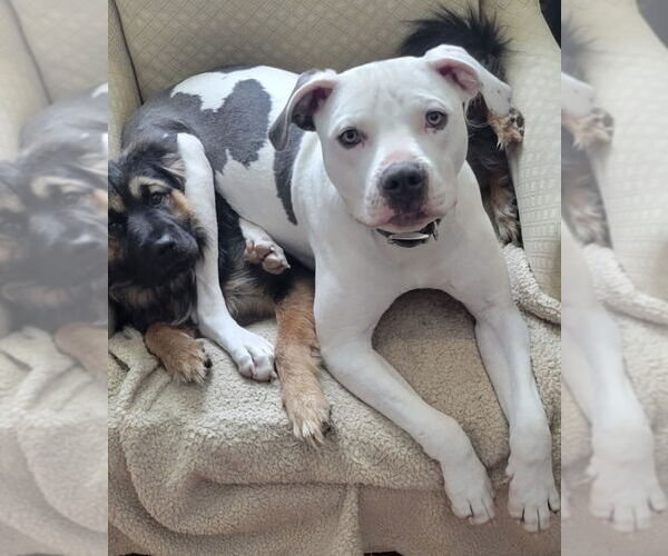Medium Photo #16 American Pit Bull Terrier-Unknown Mix Puppy For Sale in Germantown, OH, USA