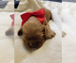 English Cocker Spaniel Puppy for sale in NEW ORLEANS, LA, USA