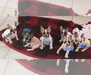 French Bulldog Puppy for sale in LAS VEGAS, NV, USA