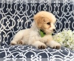 Small Photo #9 Aussiedoodle Puppy For Sale in LAKELAND, FL, USA
