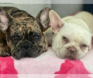 Father of the French Bulldog puppies born on 01/11/2024