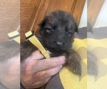 Small #1 German Shepherd Dog