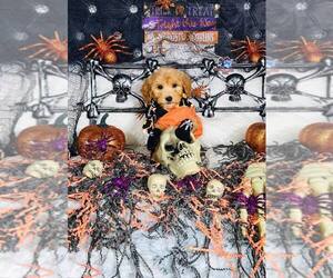 Goldendoodle (Miniature) Puppy for Sale in GRIFFITH, Indiana USA