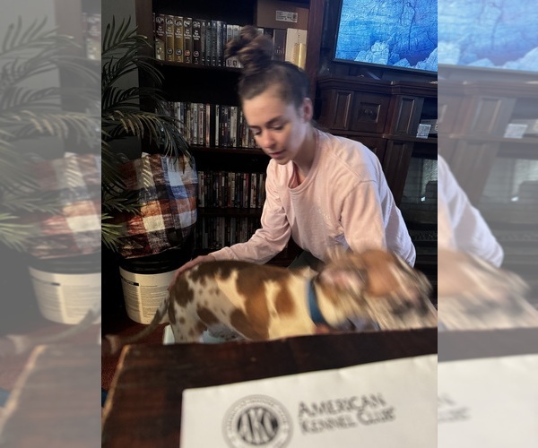 Medium Photo #37 Great Dane Puppy For Sale in ALIQUIPPA, PA, USA