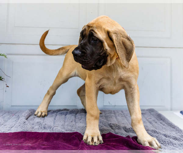 Medium Photo #33 Mastiff Puppy For Sale in WAKARUSA, IN, USA