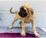 Small Photo #33 Mastiff Puppy For Sale in WAKARUSA, IN, USA